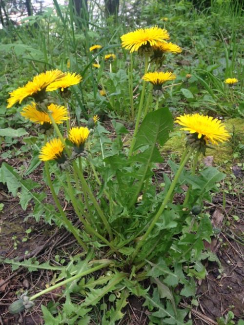 Dandelion