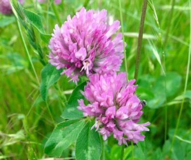 Red Clover 4