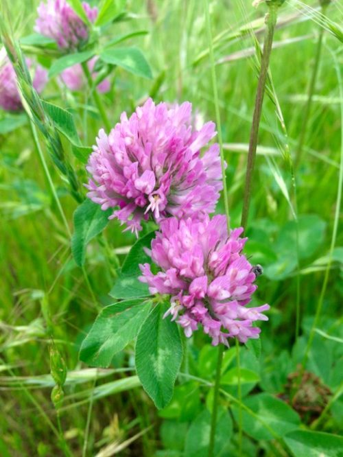 Red Clover 4