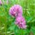 Red Clover 4